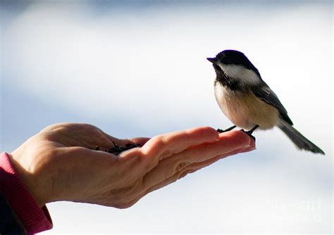 A Bird In The Hand